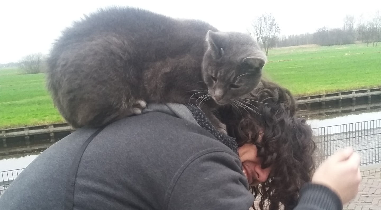 Arran wordt beklommen door een grijze kat die hij nog nooit ontmoet heeft.