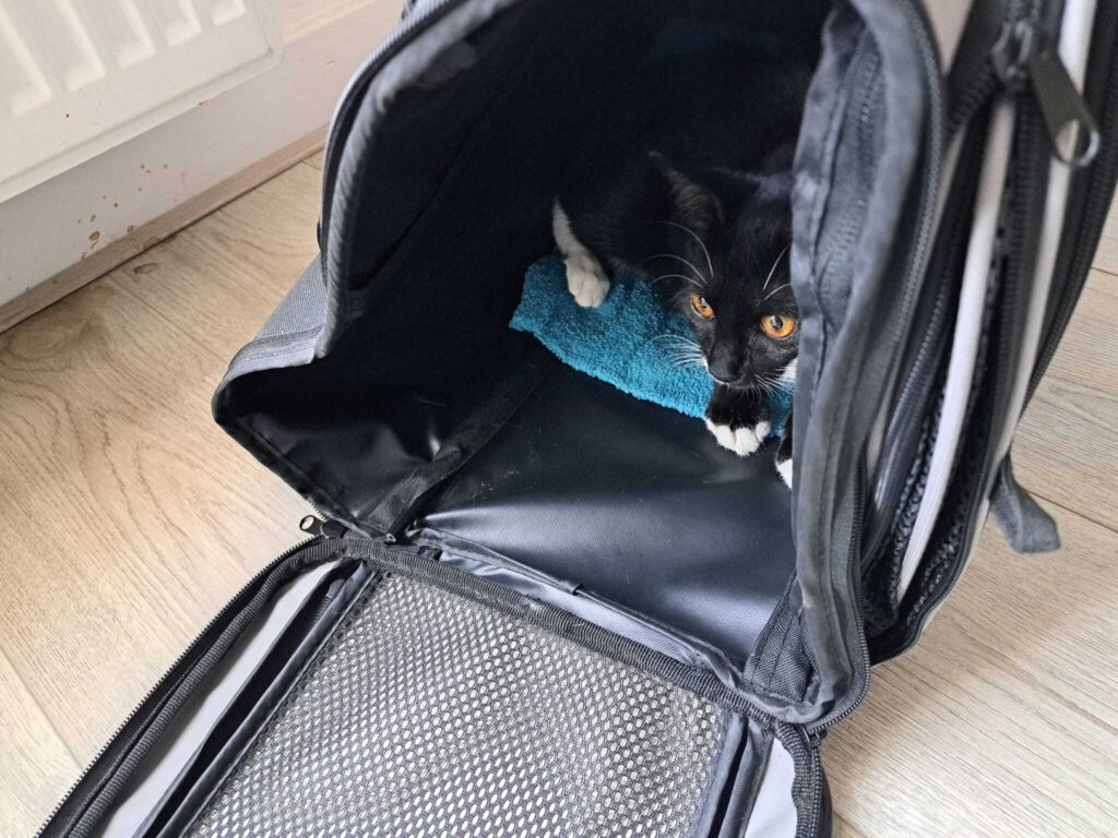Siena durfde niet meteen de traveller uit. Het arme beest heeft wat tijd nodig.