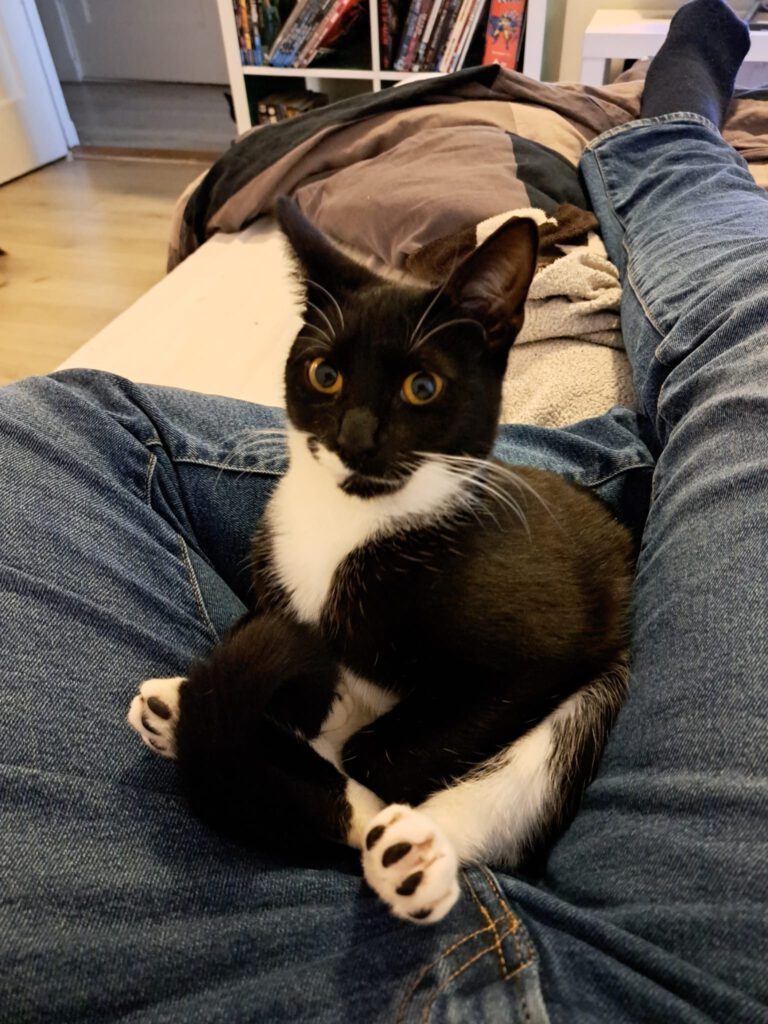 Siena met de grappigste, minst intelligente blik op haar gezicht. Ze zit bij mij op schoot, dus het leven is goed.