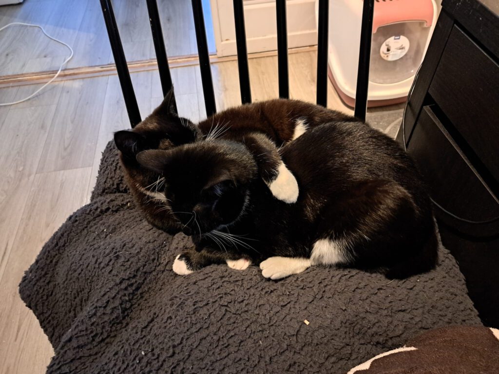 Siena en Wednesday zijn beste maatjes, en liggen graag samen te knuffelen