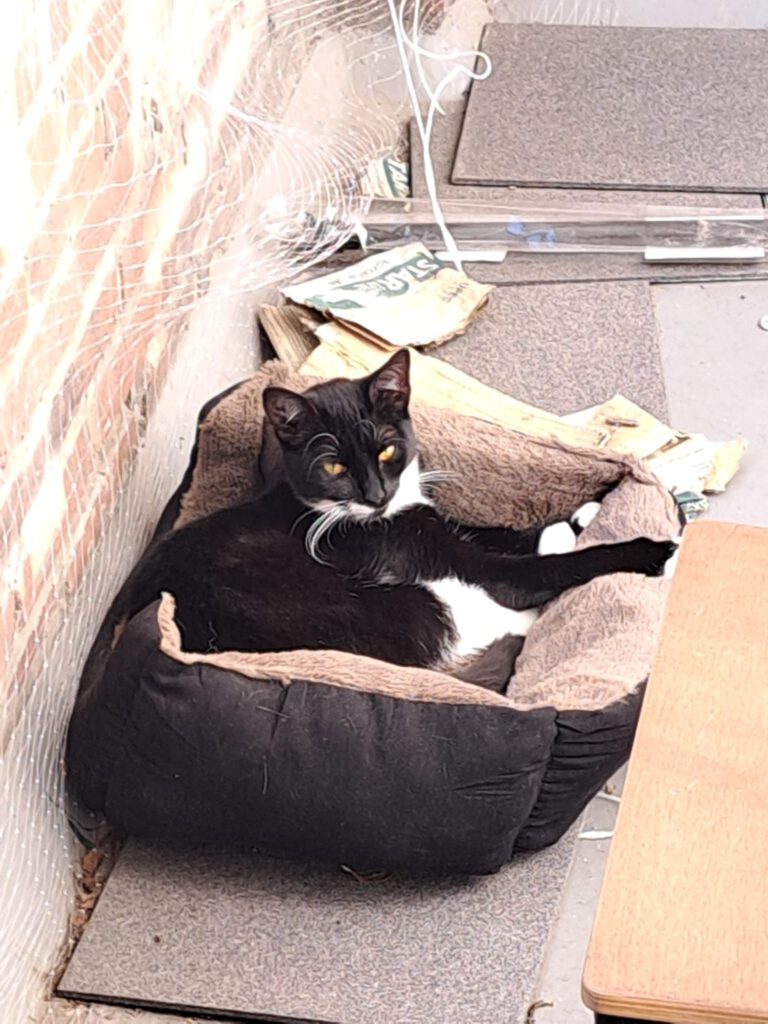 Siena ligt in haar bedje op balkon. Ze zont hier graag als het lekker weer is.